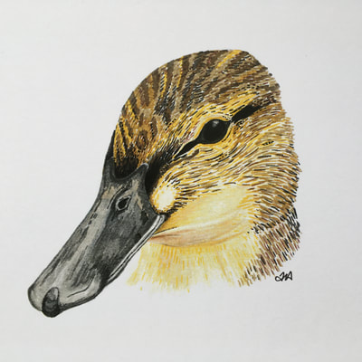 female mallard duck pen and pencil crayon drawing