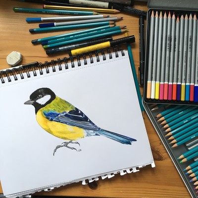 drawing of great tit