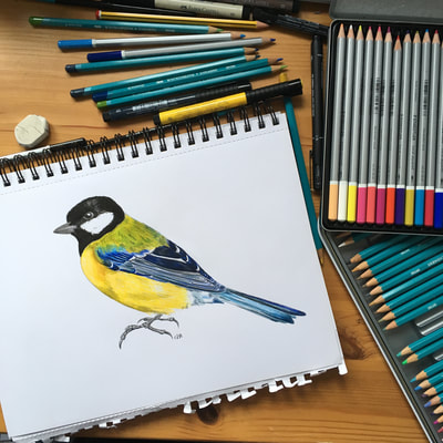 Drawing of Great Tit Bird