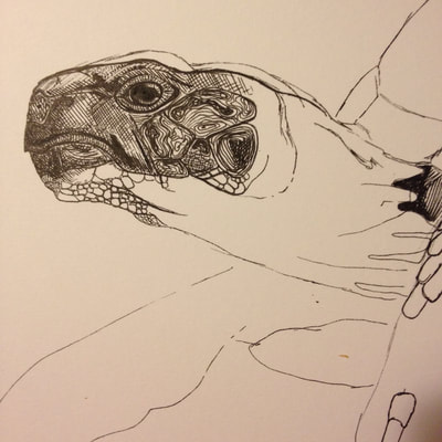 tortoise pen drawing