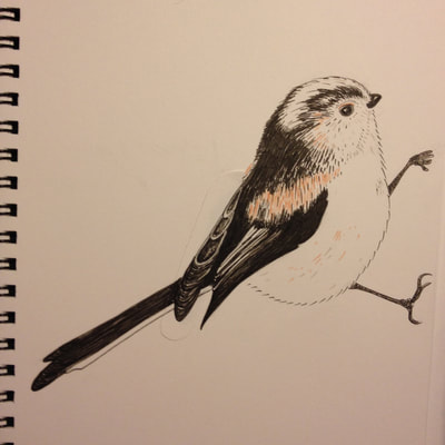 Long Tailed Tit pen drawing