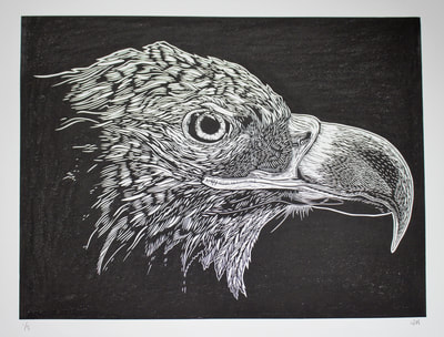 linocut white-tailed eagle print