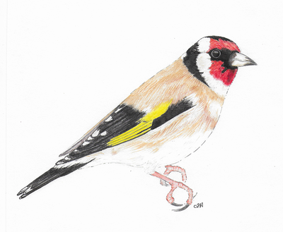 goldfinch drawing