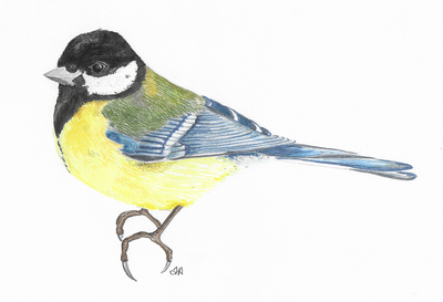Great Tit drawing