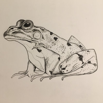 pen drawing of frog