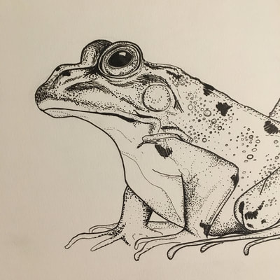 frog drawing pen