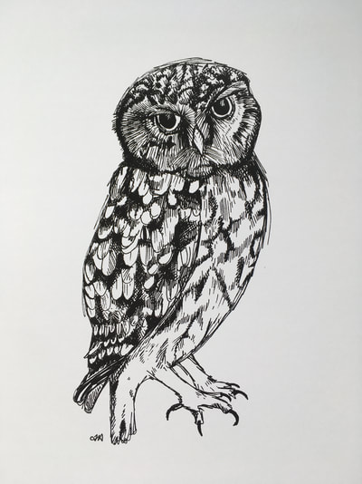 Little Owl pen drawing
