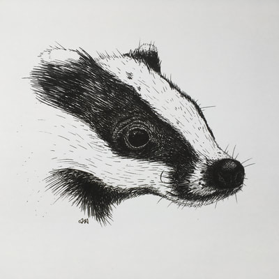 pen drawing of a badger