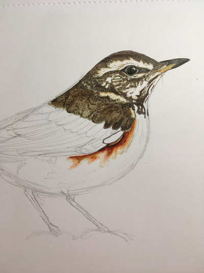 Redwing bird drawing work in progress