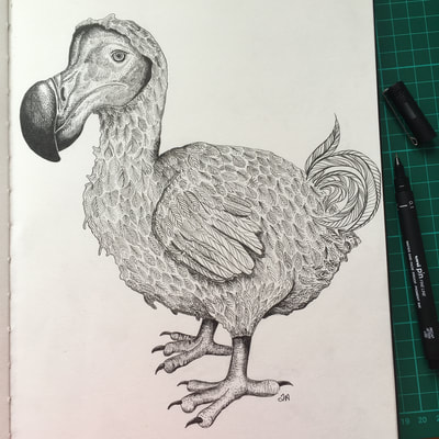 dodo pen drawing