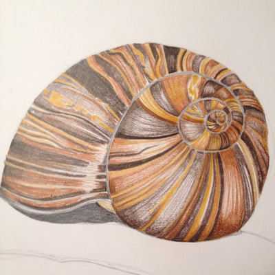 pencil crayon snail shell