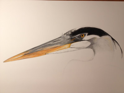 pen and pencil crayon drawing of a heron