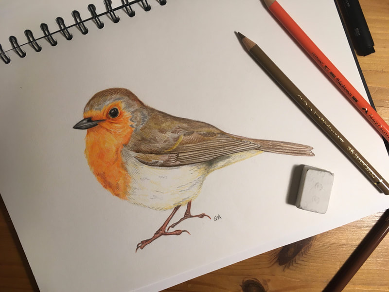 Robin - original pencil crayon drawing