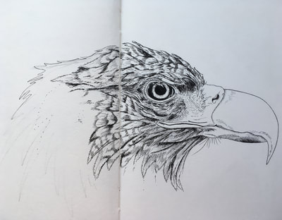 Sea Eagle original drawing