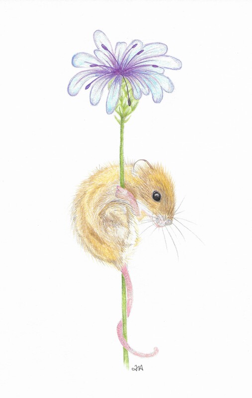 harvest mouse drawing