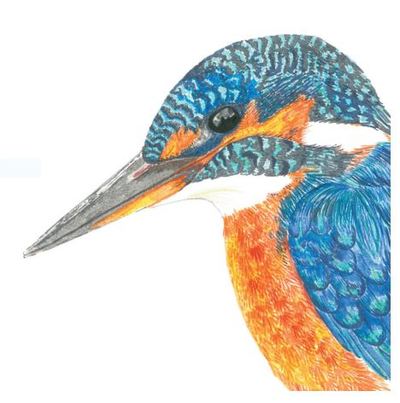 Pen kingfisher drawing